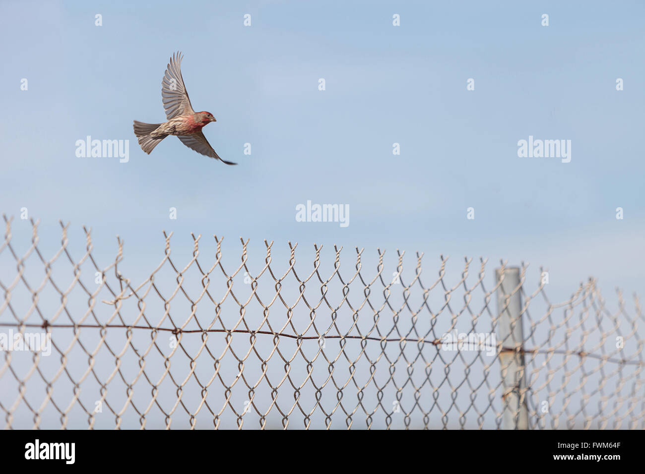 Casa maschio finch uccello con testa rossa si siede su un recinto pronto a volare in una palude nel sud della California negli Stati Uniti Foto Stock