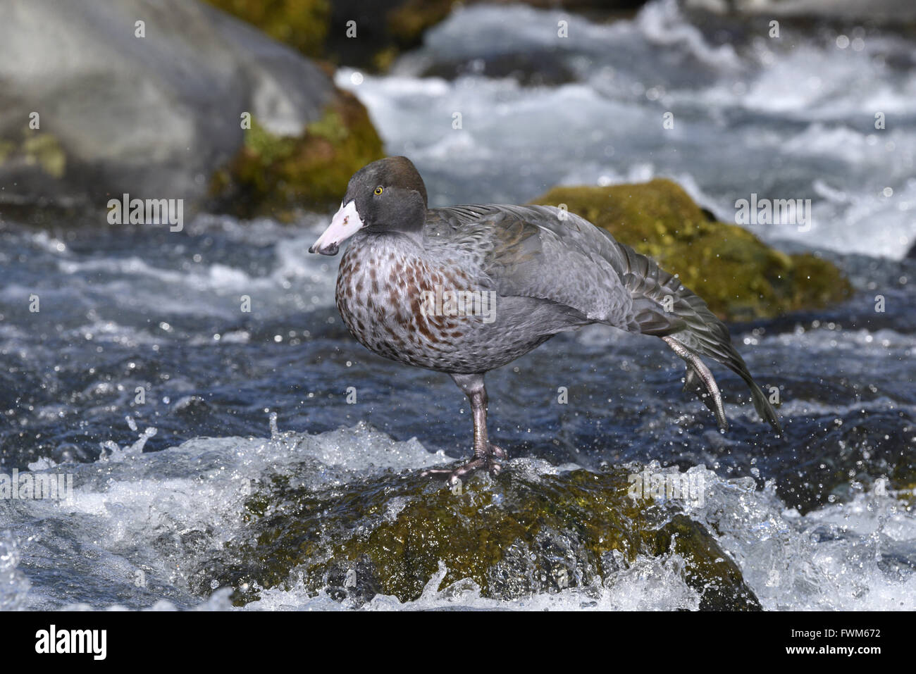 Blu - Anatra Hymenolaimus malacorhynchus Foto Stock