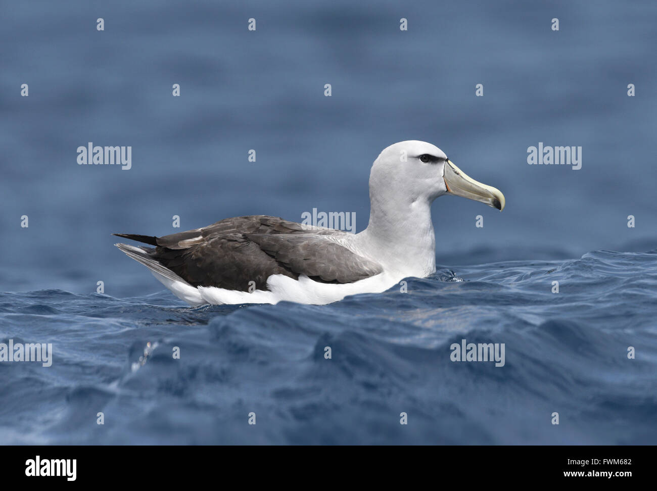 Il Salvin Albatross - Thalassarche salvini Foto Stock