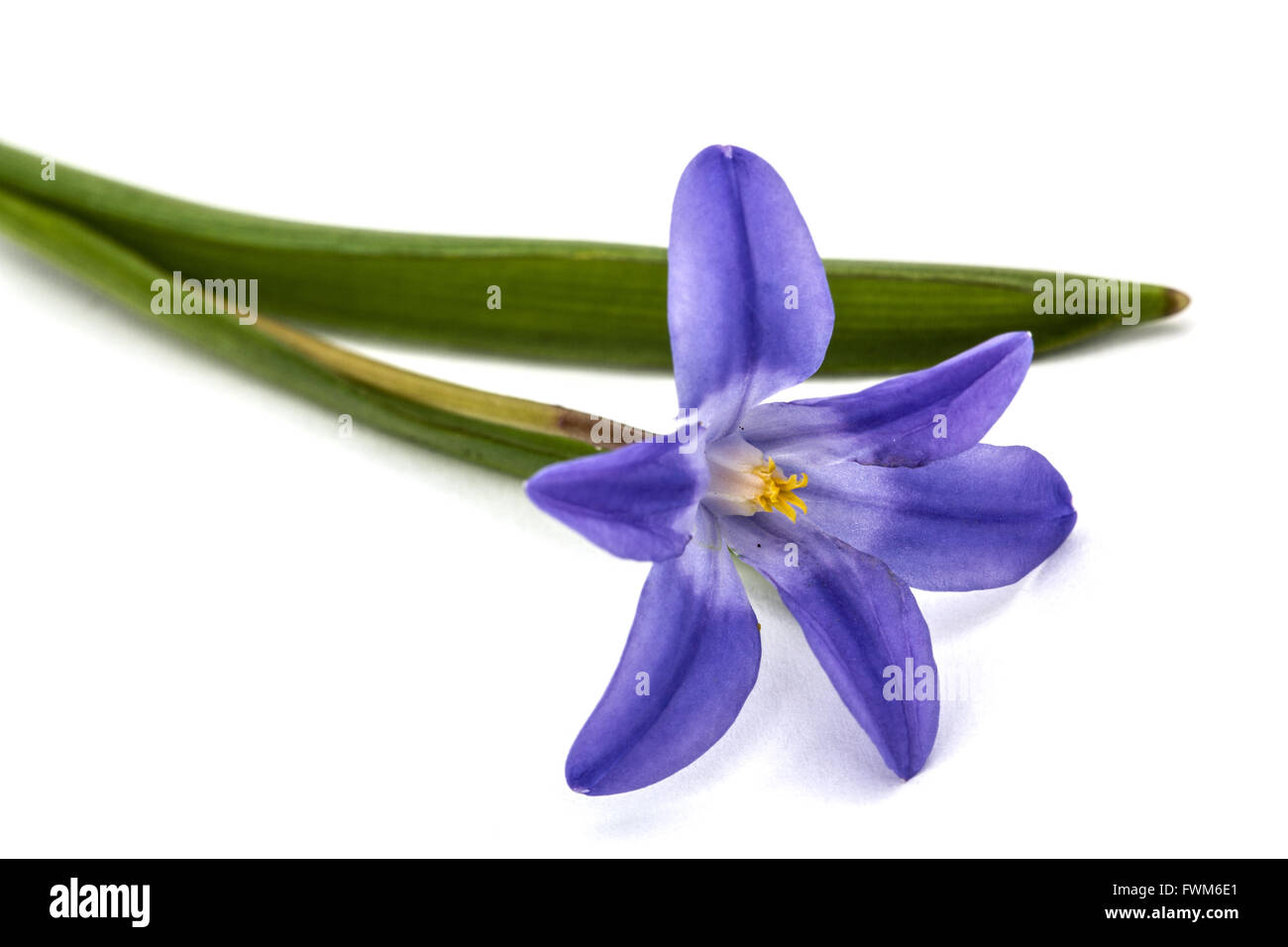 Fiori viola di Chionodoxa luciliae, gloria della neve, isolati su sfondo bianco Foto Stock