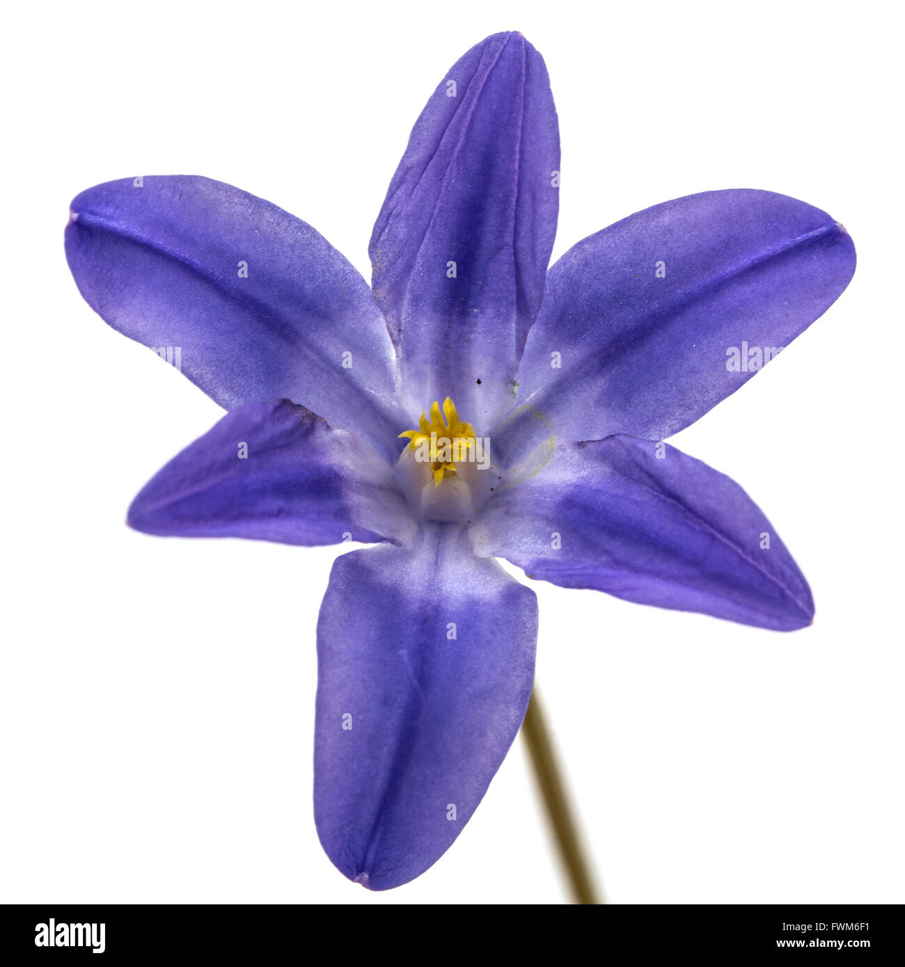 Fiori viola di Chionodoxa luciliae, gloria della neve, isolati su sfondo bianco Foto Stock