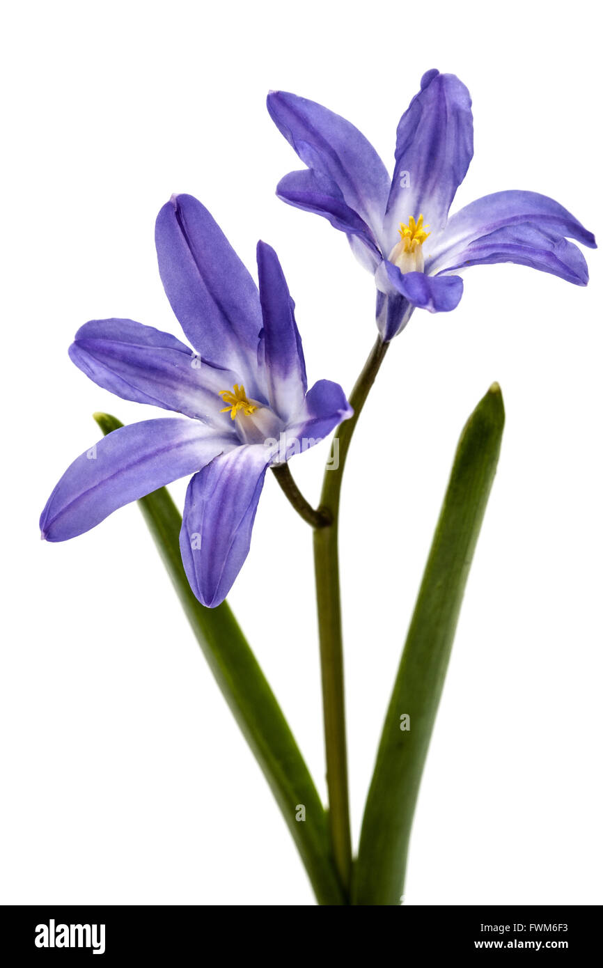 Fiori viola di Chionodoxa luciliae, gloria della neve, isolati su sfondo bianco Foto Stock