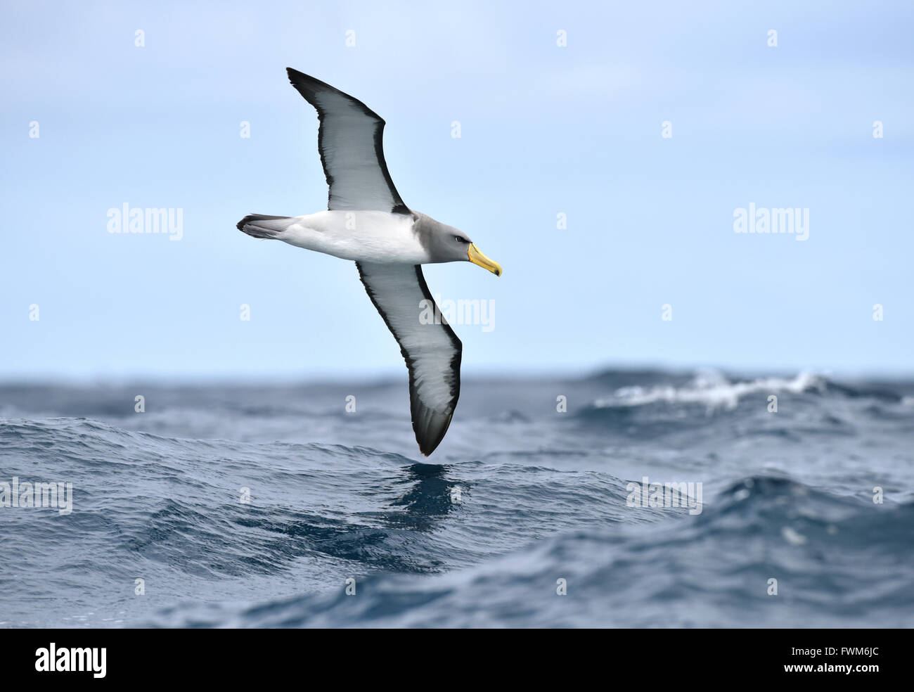 Isola Chatham Albatross - Thalassarche eremita Foto Stock