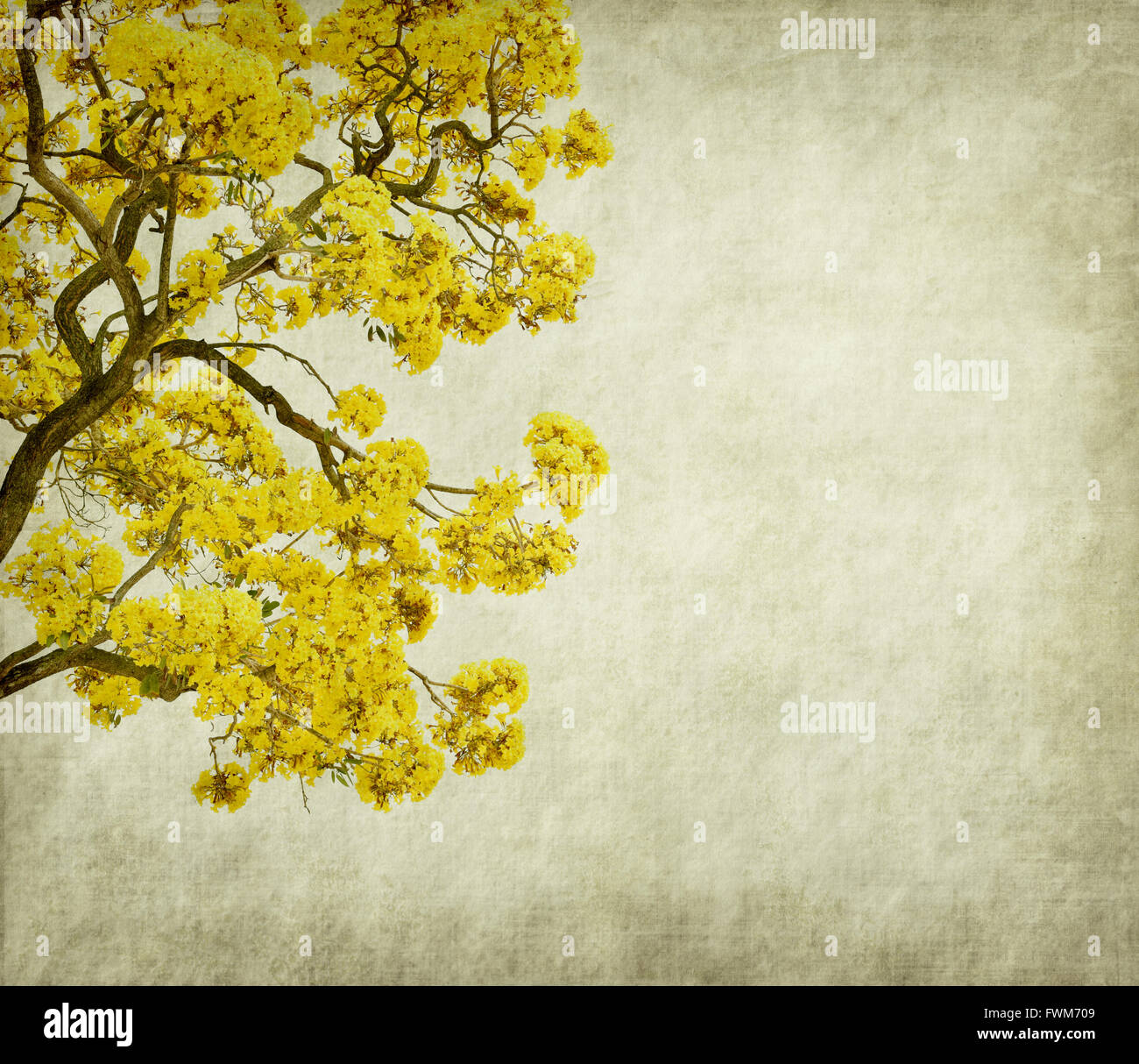 Tabebuia chrysotricha giallo fiorisce in primavera su vecchio sfondo della carta Foto Stock