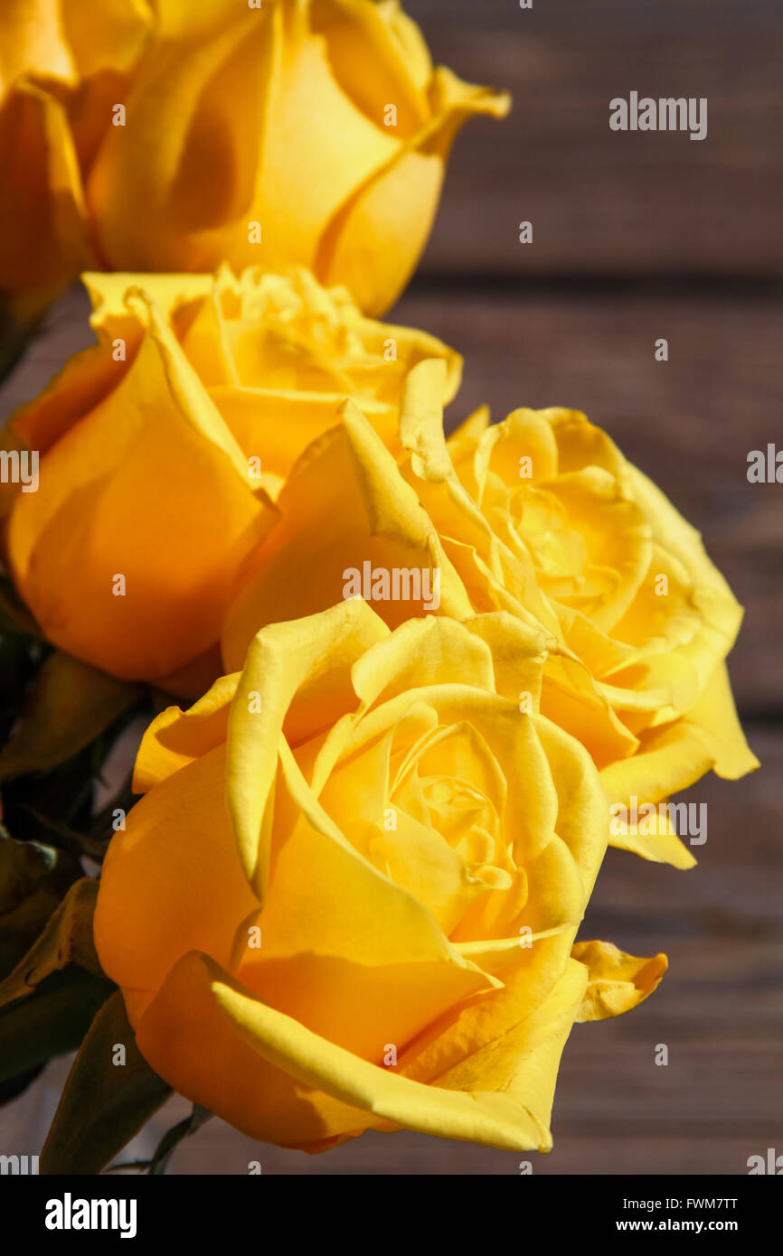 Rose giallo contro uno sfondo di legno Foto Stock