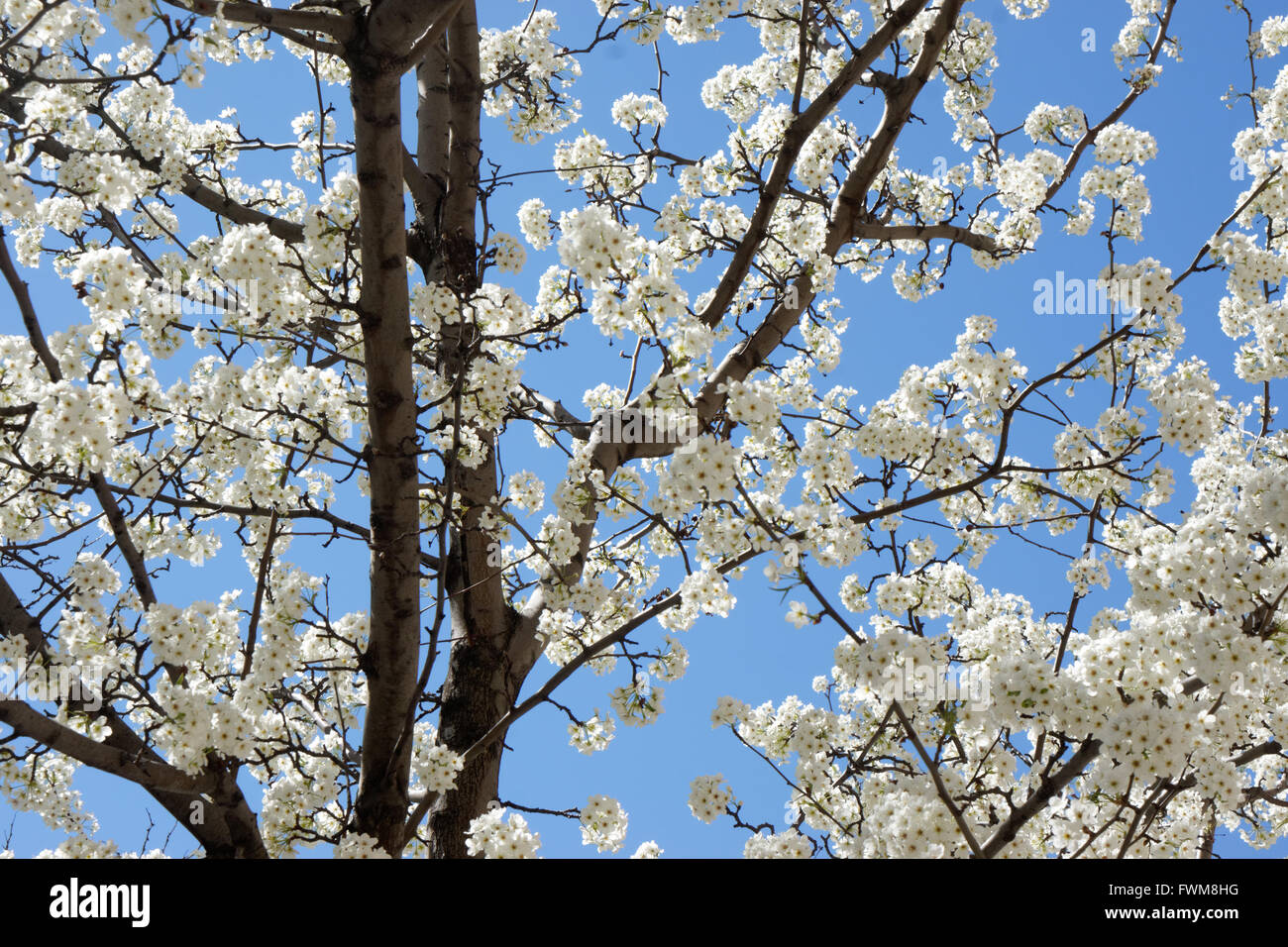 Callery peri blooming sul Rettore luogo in Battery Park City, un quartiere di Manhattan, New York City. Foto Stock