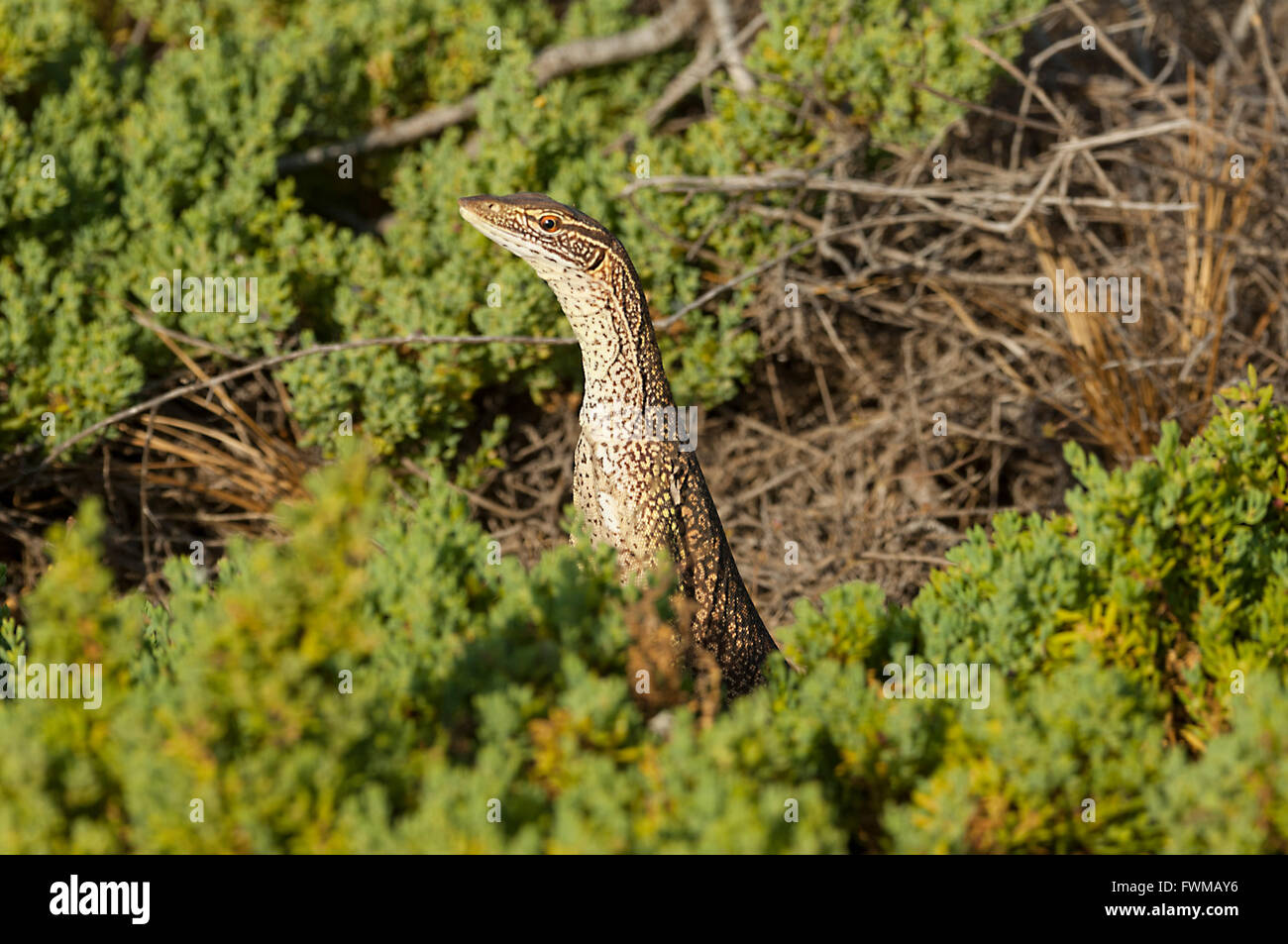 Monitor di sabbia (Varanus gouldii gouldii), Cape Range National Park, Australia occidentale, WA, Australia Foto Stock