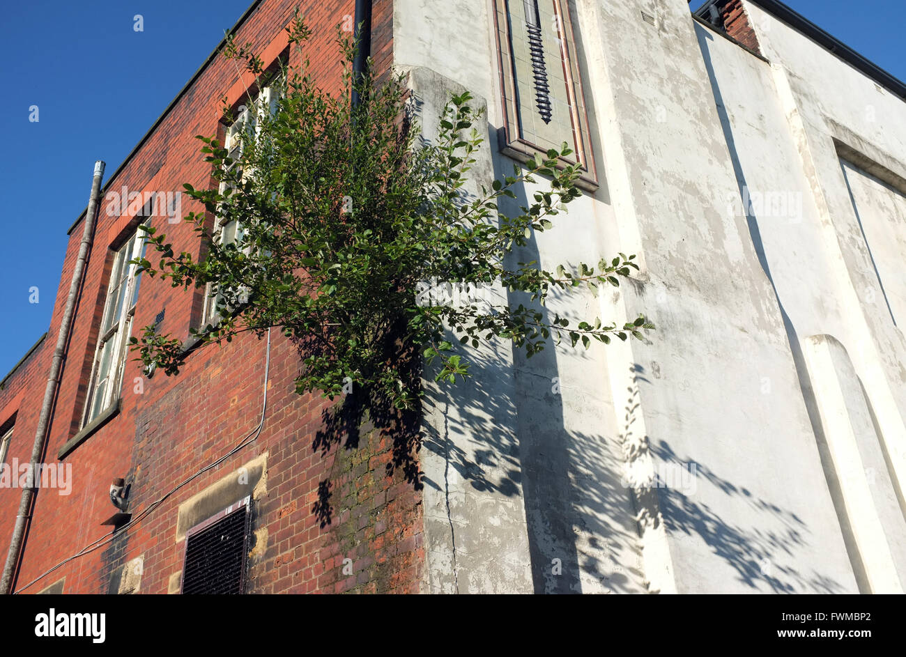 Un grande albero pianta avendo radice in muratura di un centro storico edificio che influenzano la pioggia della parte iniziale dello scarico acqua causando alcuni danni. Inghilterra, Regno Unito Foto Stock