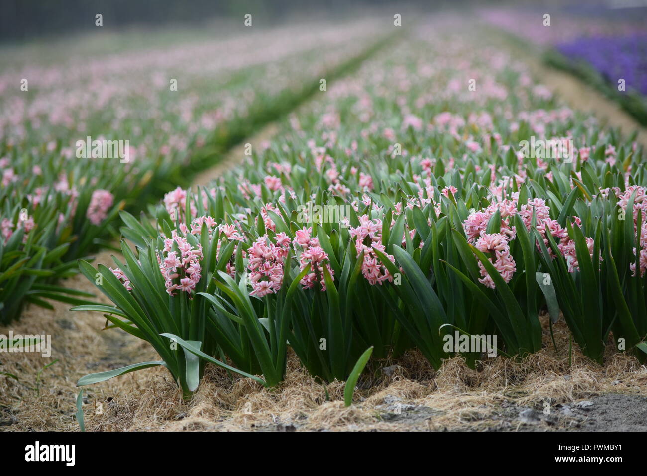 Rosy fascino. Foto Stock