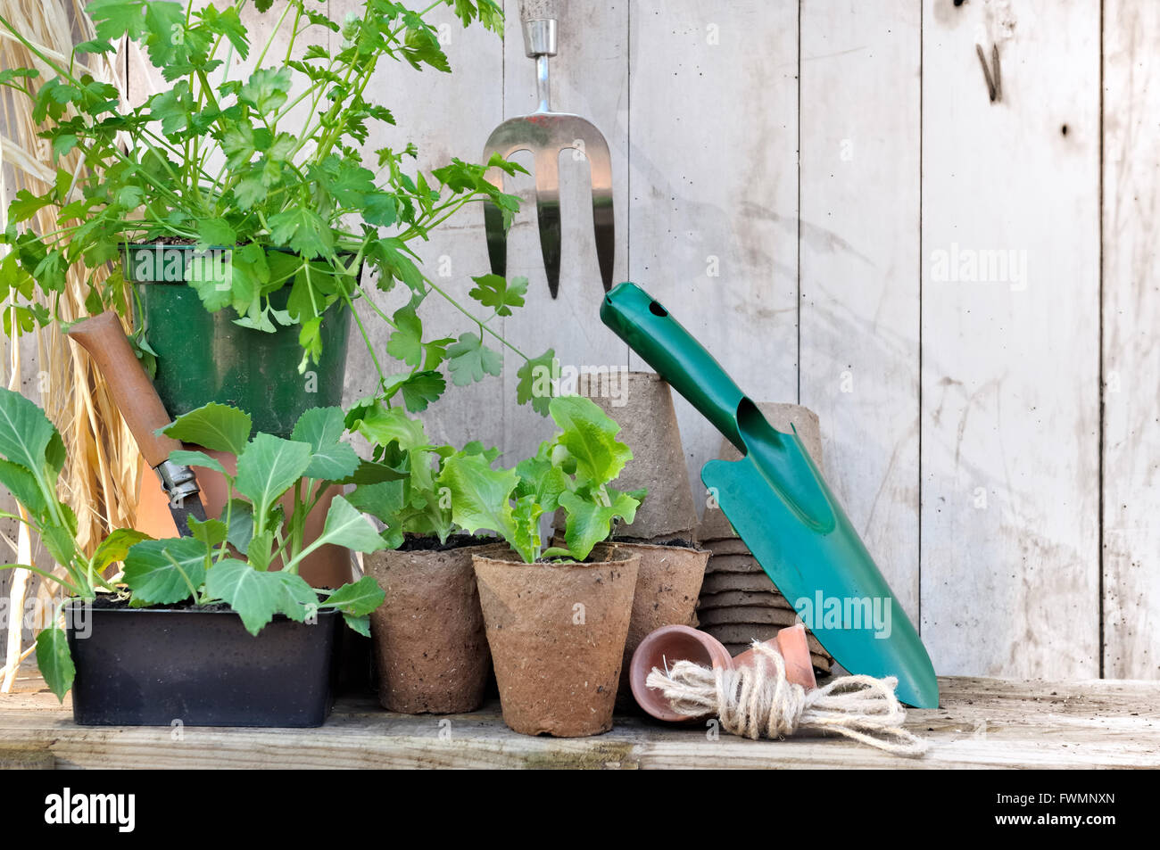 La lattuga e il cavolo piantine in vasi di torba sul giardino in legno piano di lavoro Foto Stock