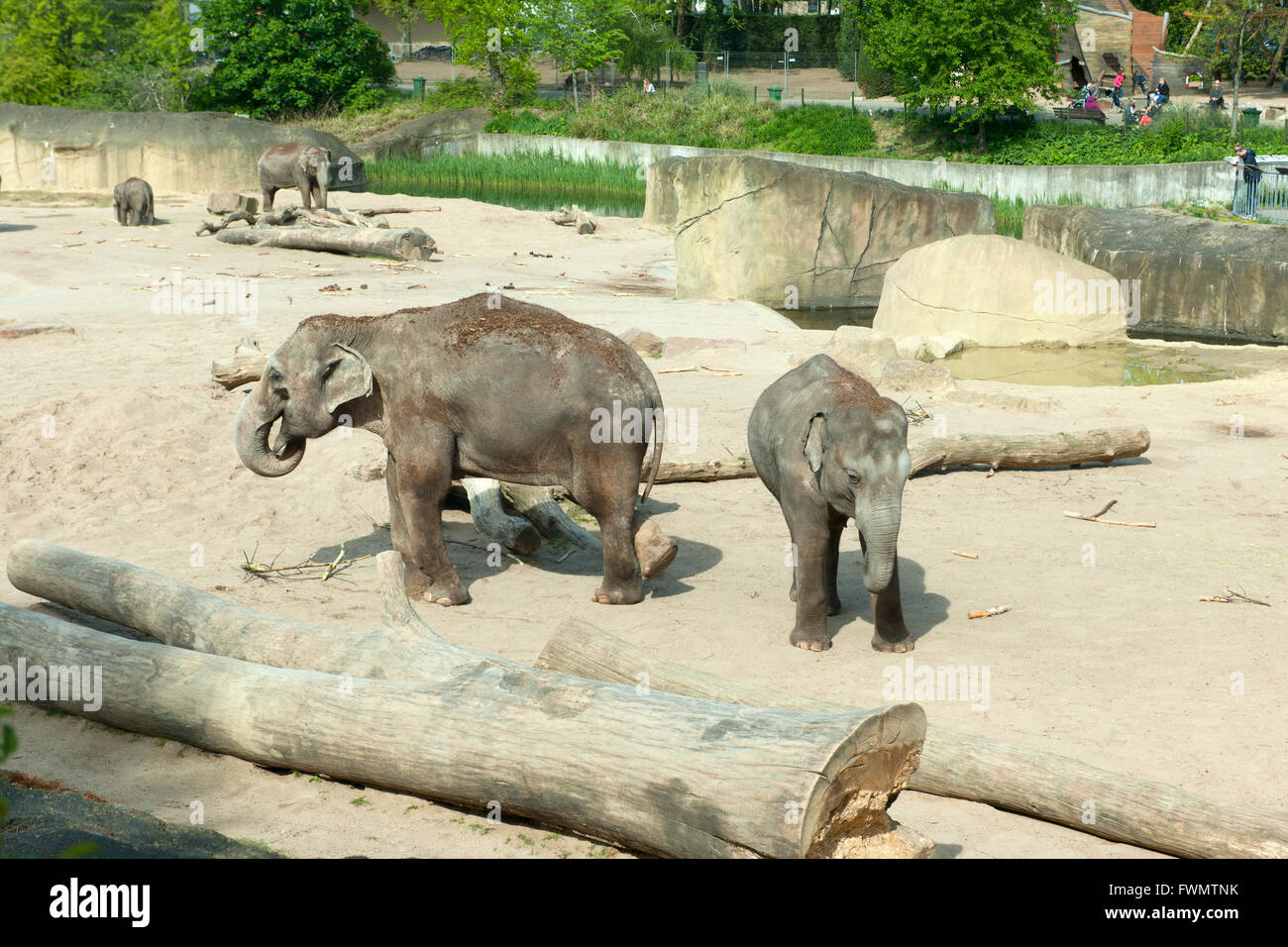Köln, Riehl, ne Besuch em Zoo, Elefantengehege Foto Stock