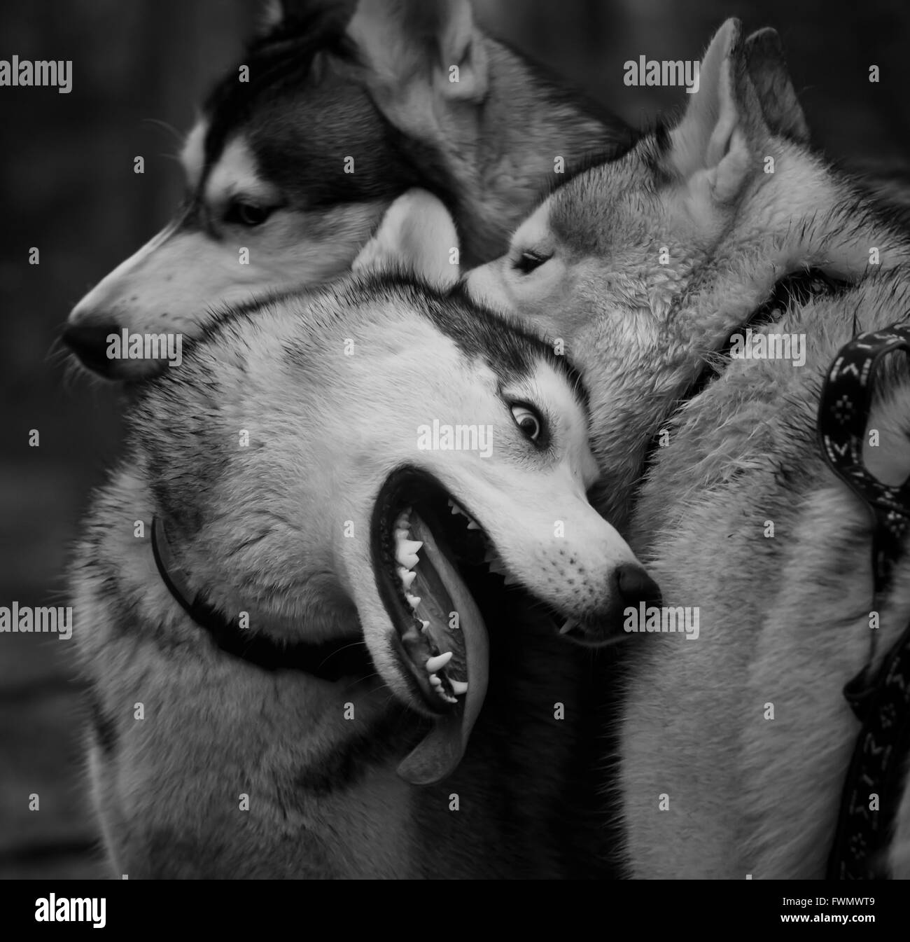 Immagine di un Siberian Husky in bianco e nero Foto Stock