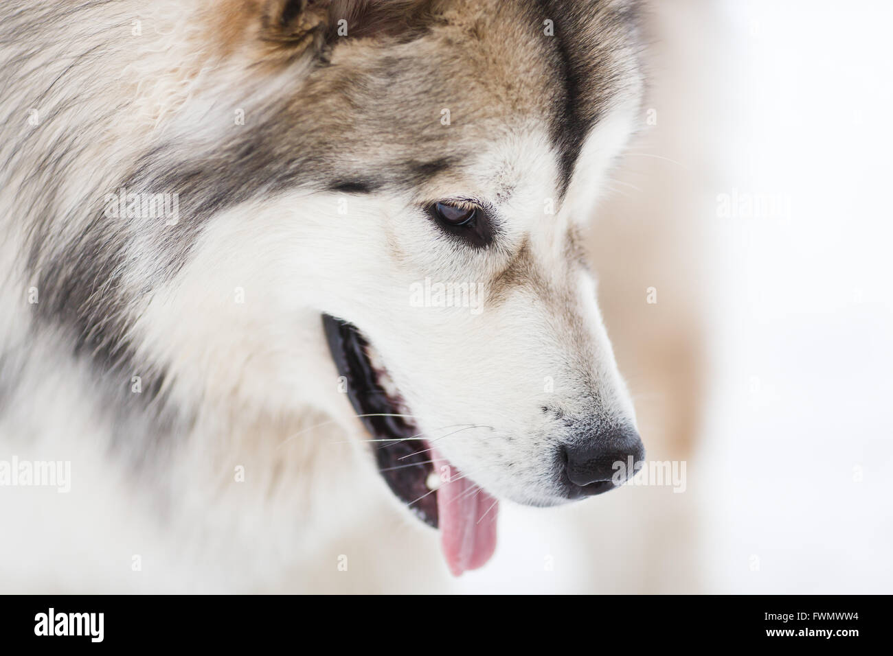 Il cane di malamute su sfondo bianco in inverno Foto Stock