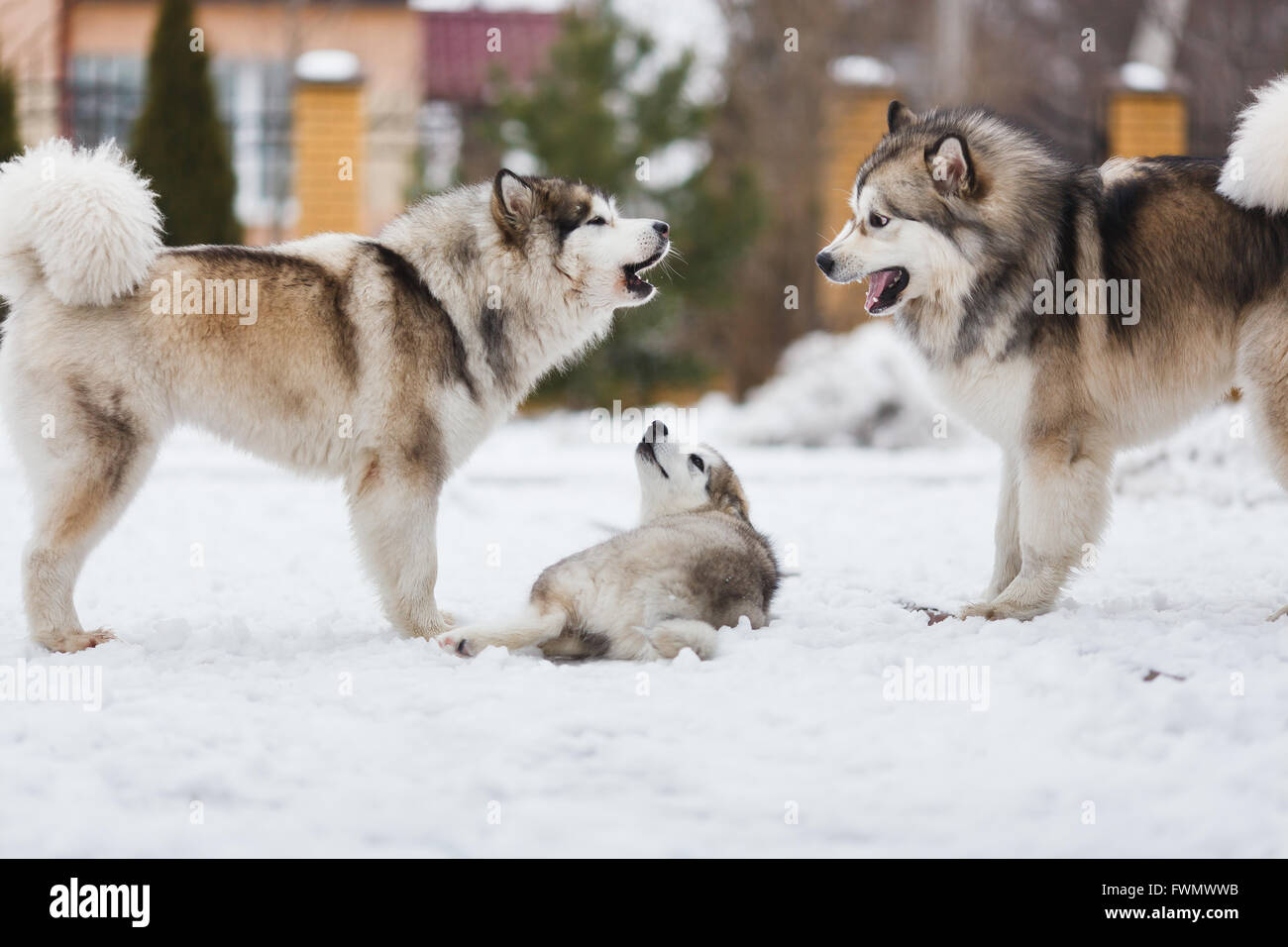 Due cani razza alaskan malamute punire il vostro cucciolo Foto Stock