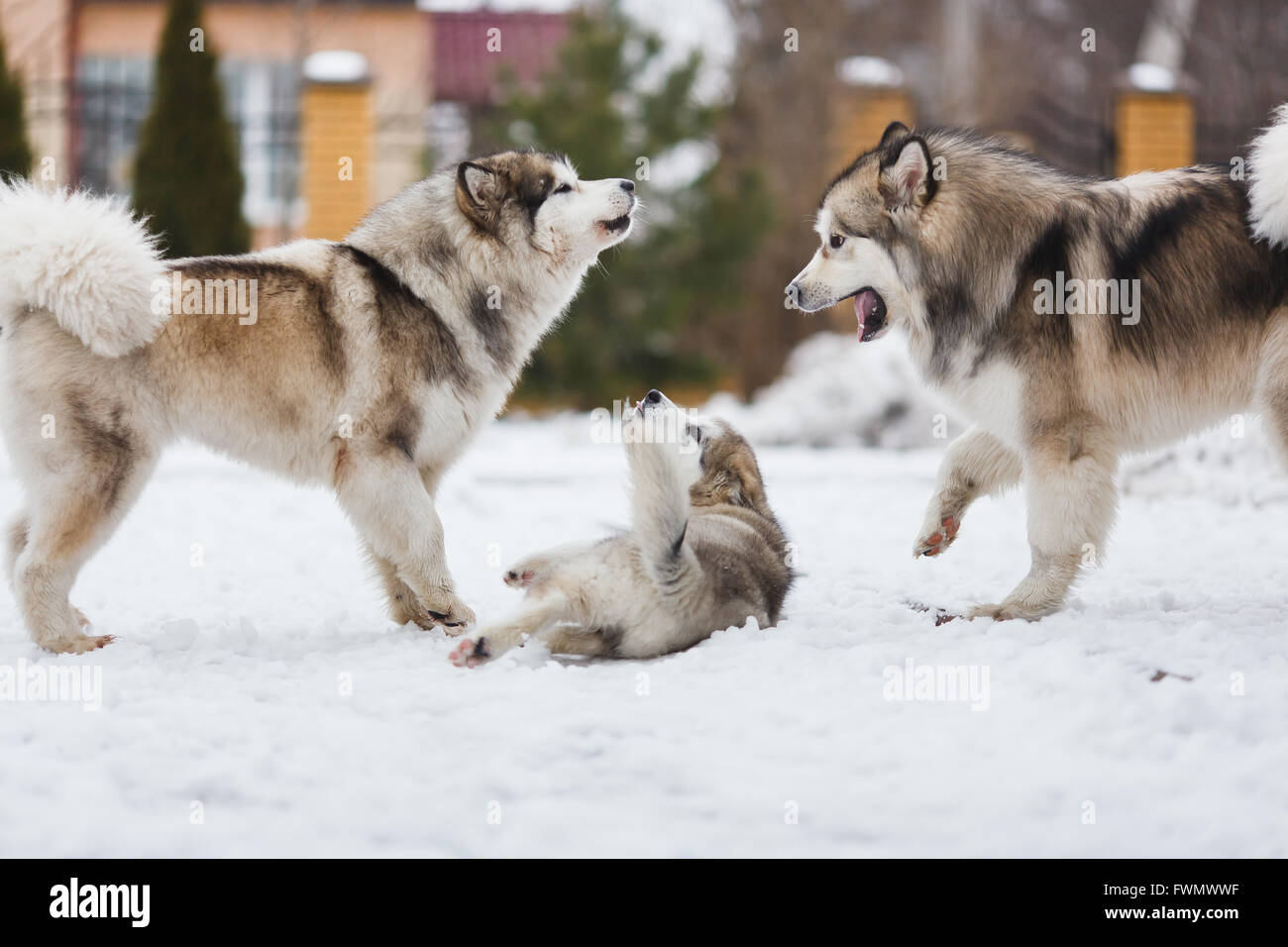 Due cani razza alaskan malamute punire il vostro cucciolo Foto Stock