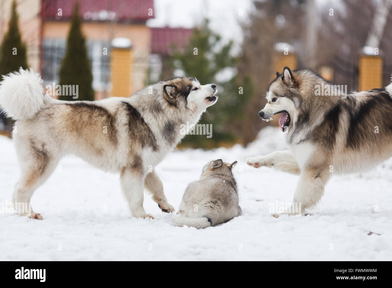 Due cani razza alaskan malamute punire il vostro cucciolo Foto Stock