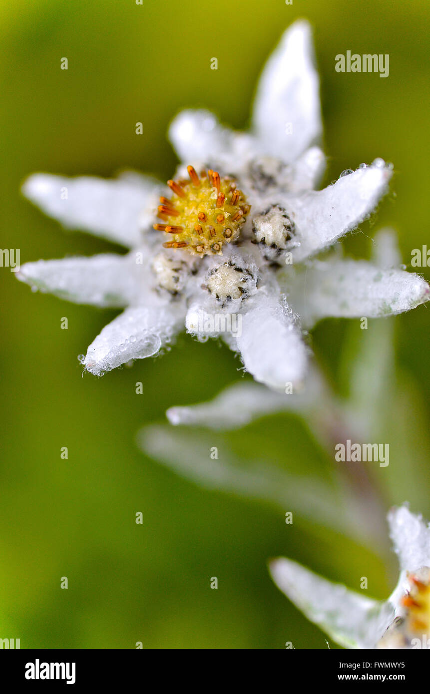 Macro di fiori edelweiss (Leontopodium alpinum) nelle Alpi francesi a La Plagne, dipartimento della Savoia. Foto Stock