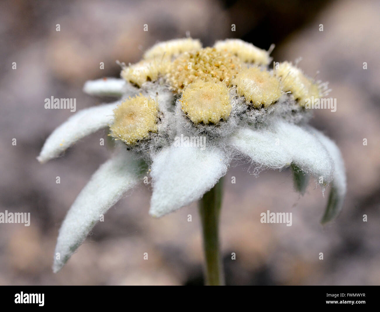Macro di fiori edelweiss (Leontopodium alpinum) nelle Alpi francesi a La Plagne, dipartimento della Savoia. Foto Stock