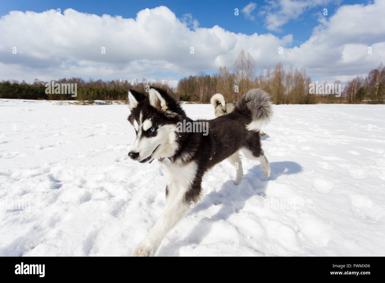 Husky su un bianco sullo sfondo di neve in inverno Foto Stock