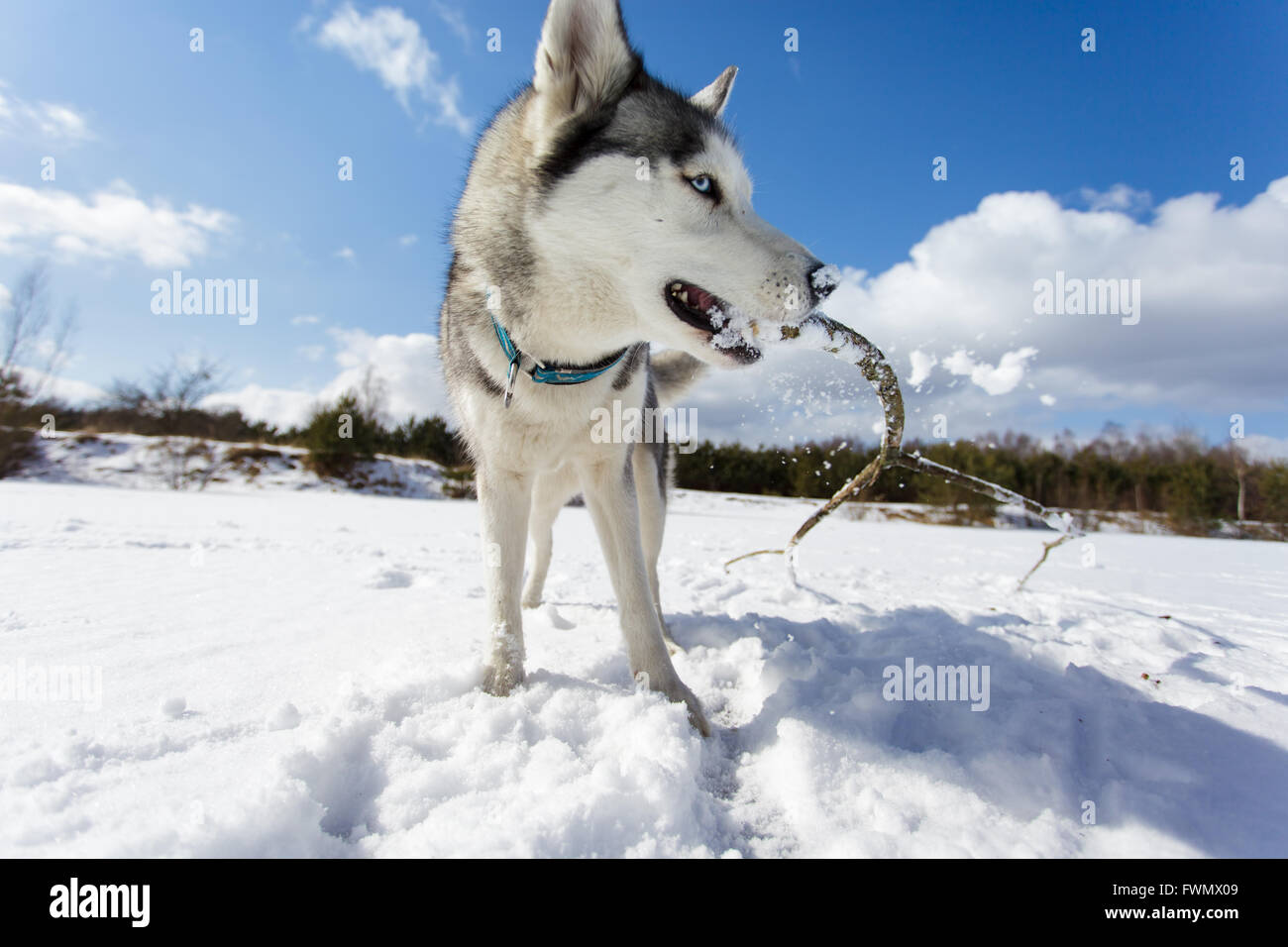 Husky su un bianco sullo sfondo di neve in inverno Foto Stock