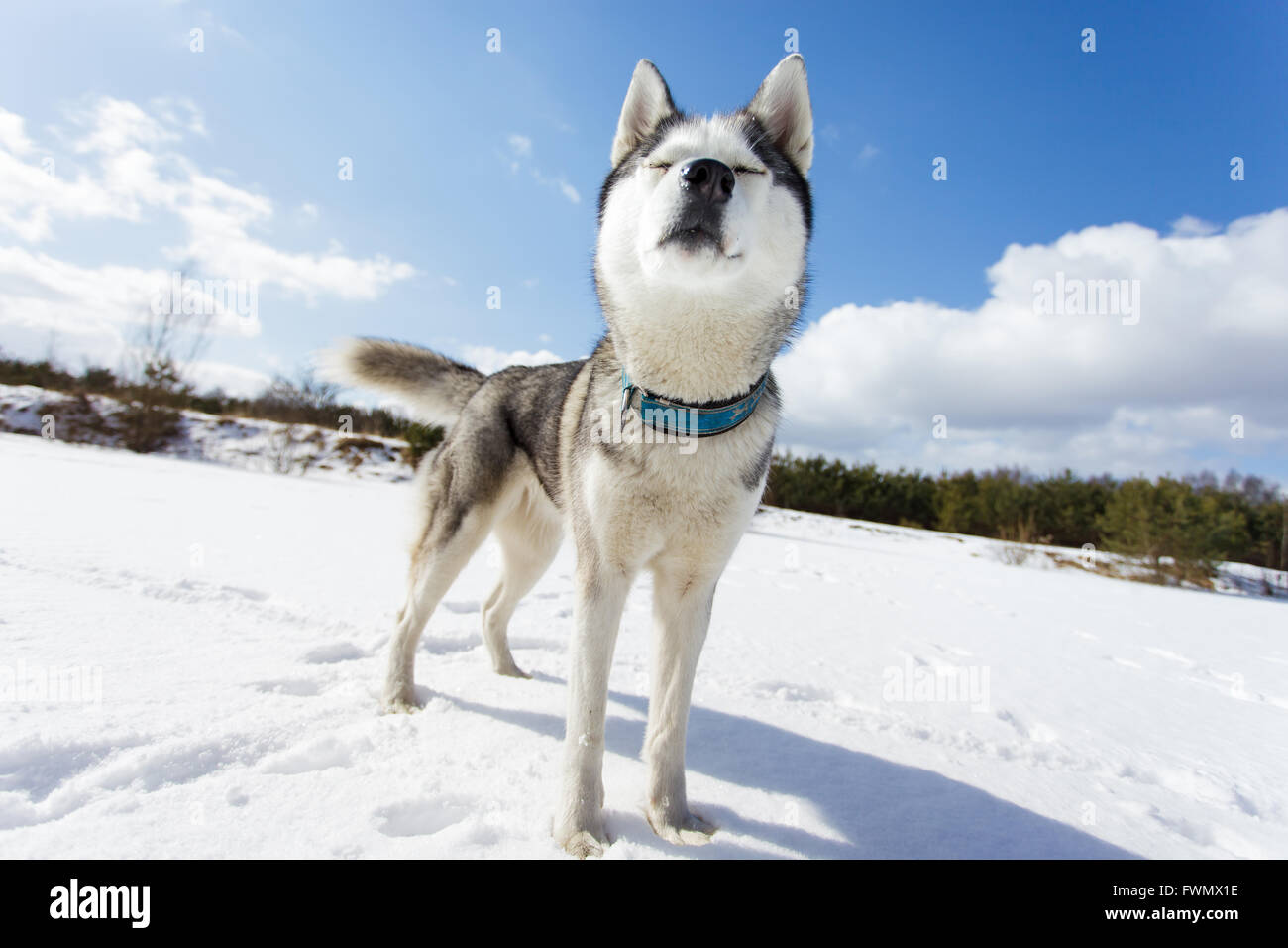 Husky su un bianco sullo sfondo di neve in inverno Foto Stock