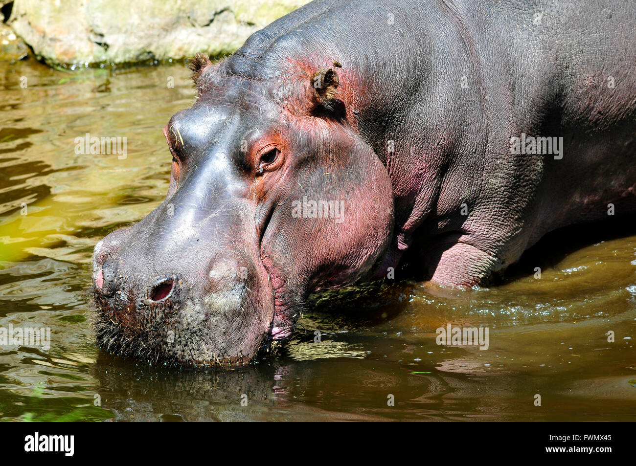 Primo piano di Hippopotamus amphibius in acqua Foto Stock