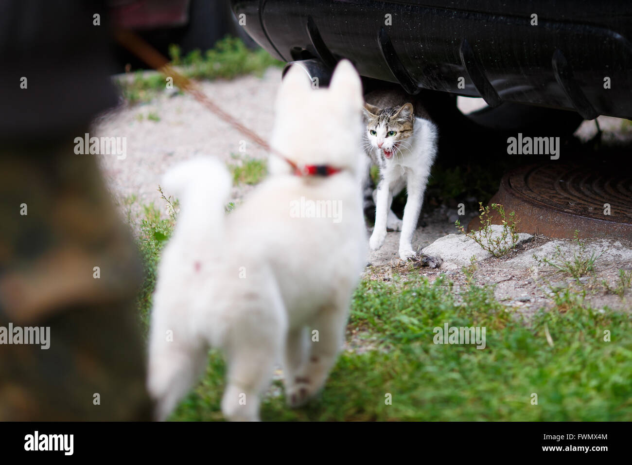 Incontro emotivo un gatto con un cucciolo Foto Stock