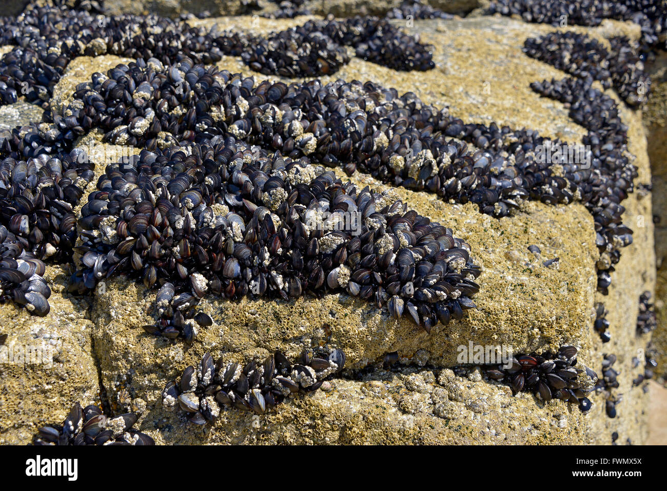 Blu (Cozze Mytilus edulis) sulla roccia a bassa marea in Bretagna in Francia Foto Stock