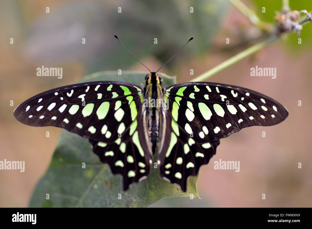Macro di coda di jay butterfly (Graphium Agamennone) sulla lamina Foto Stock