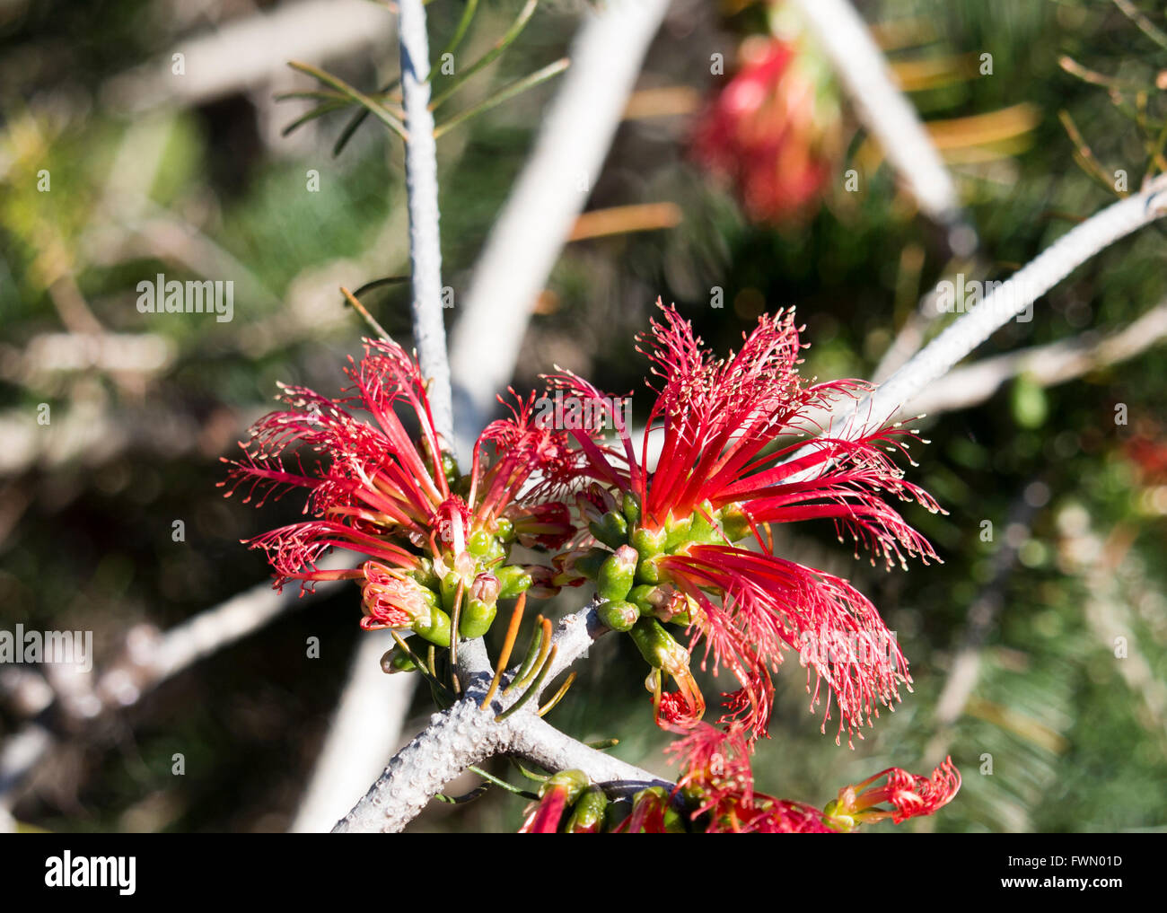 Red Calothamnus quadrifidus facciata uno scovolino in fiore nel grande parco di palude in Bunbury Western Australia in inverno. Foto Stock