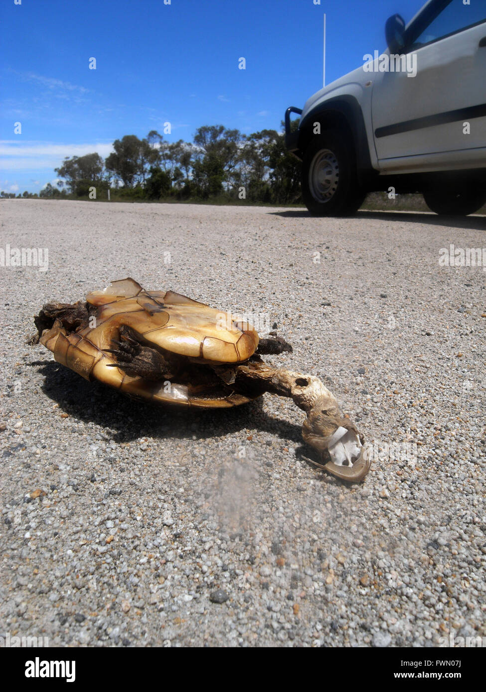 Dal lungo collo tartaruga (probabilmente canni Chelodina) roadkill, Caley zone umide, Abate punto, North Queensland, Australia. N. PR Foto Stock