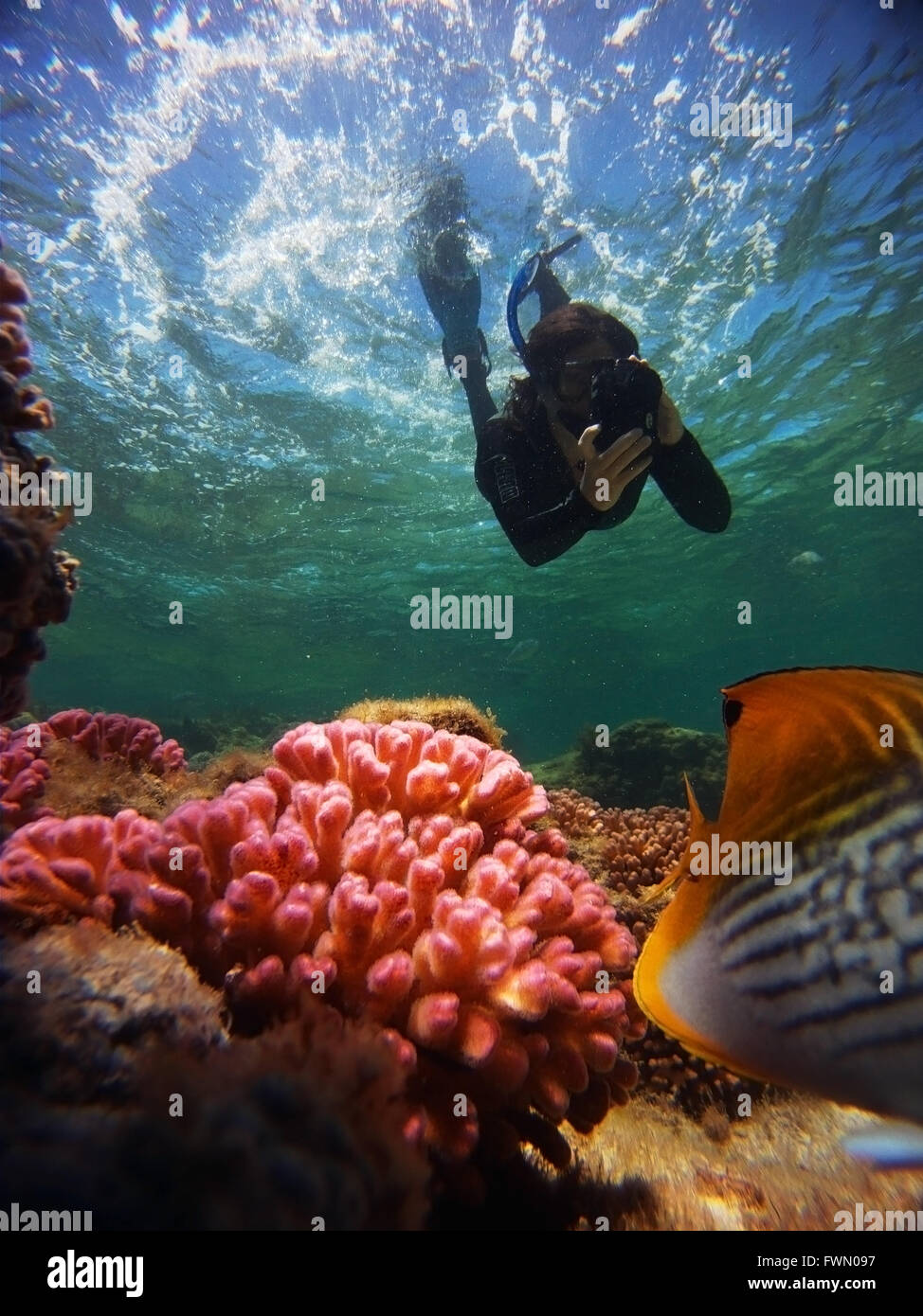 Snorkeller fotografare i pesci e coralli, Little Salmon Bay, l'Isola di Rottnest, Western Australia. No signor Foto Stock