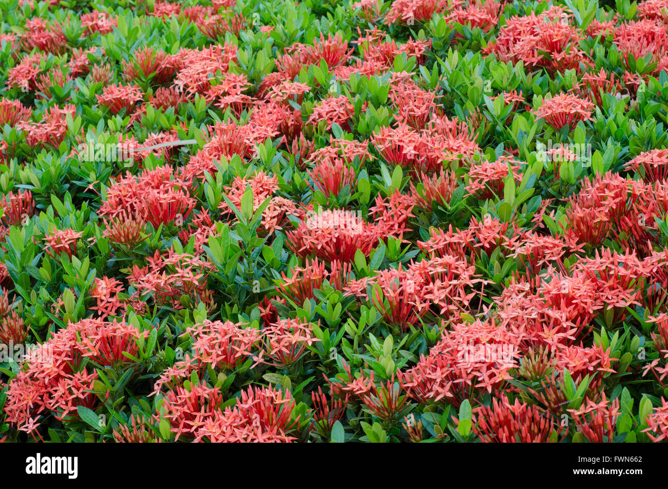 Fiore di Ixora Foto Stock