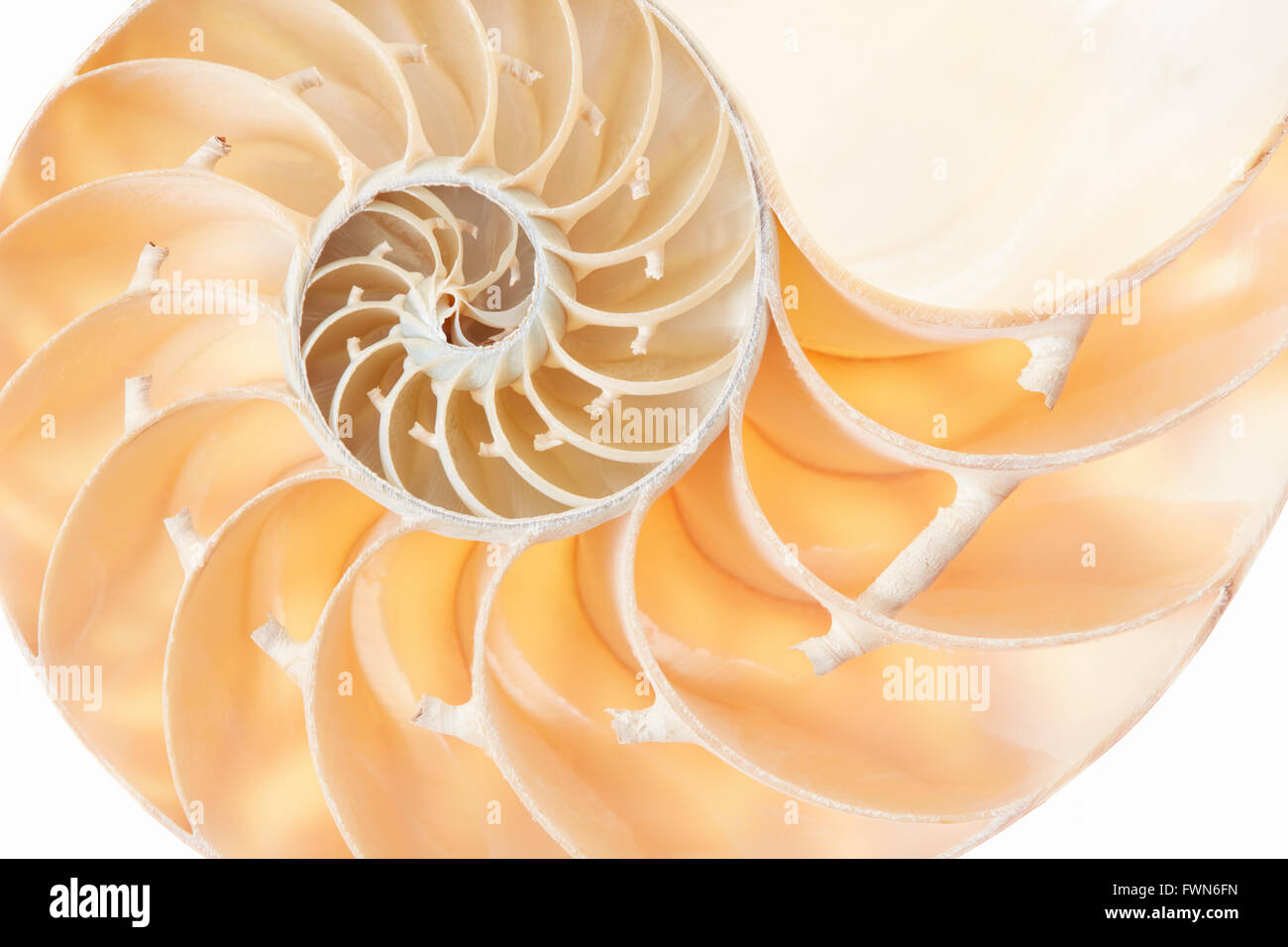 Nautilus shell, golden sezione sfondo Foto Stock