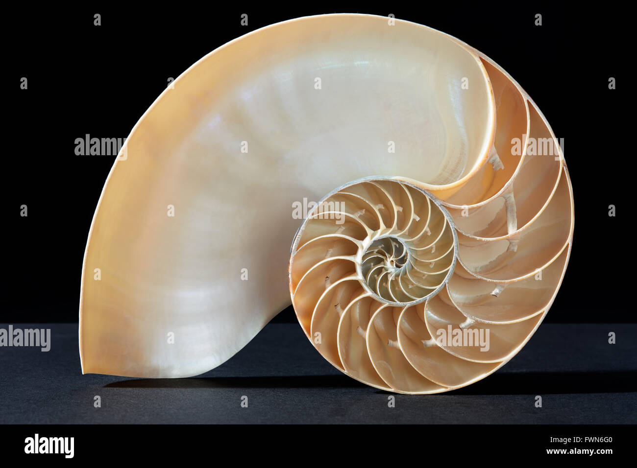 Nautilus shell, modello di Fibonacci sul nero, tracciato di ritaglio Foto Stock