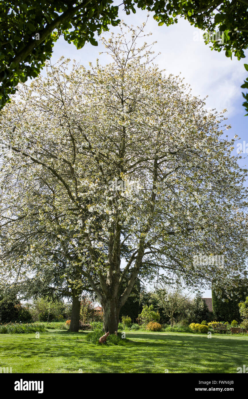 Una siepe sempreverde fotogrammi un Prunus avium se piena fioritura in primavera Foto Stock