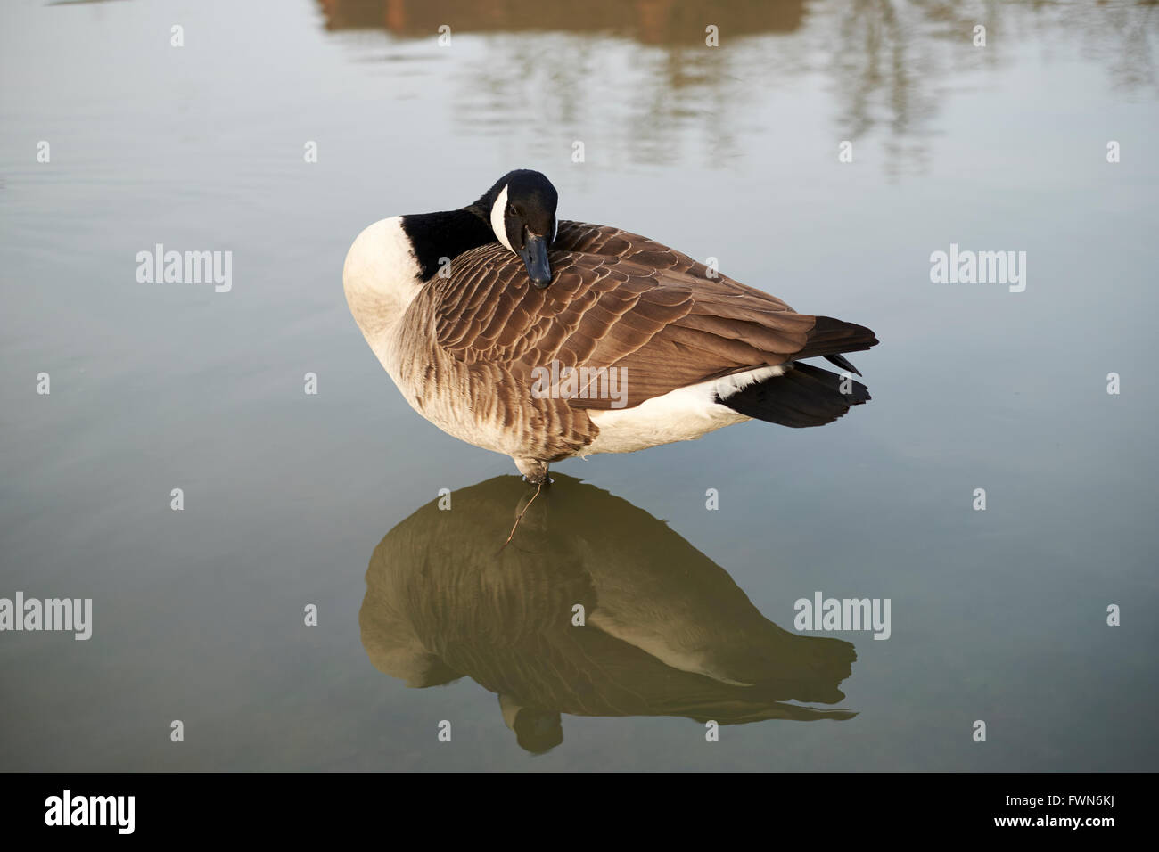 Canada Goose (Branta canadensis) preening prima sono ' appollaiati sul Fiume Great Ouse, Bedford, Bedfordshire, Inghilterra, Regno Unito. Foto Stock