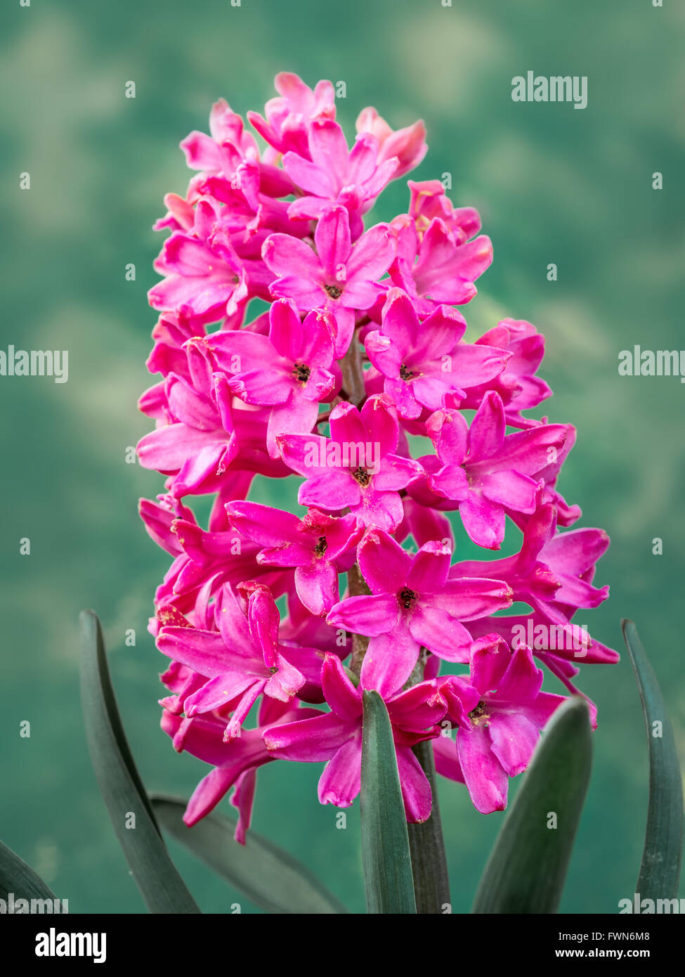 Giacinto di Lilla in fiore su sfondo verde Foto Stock