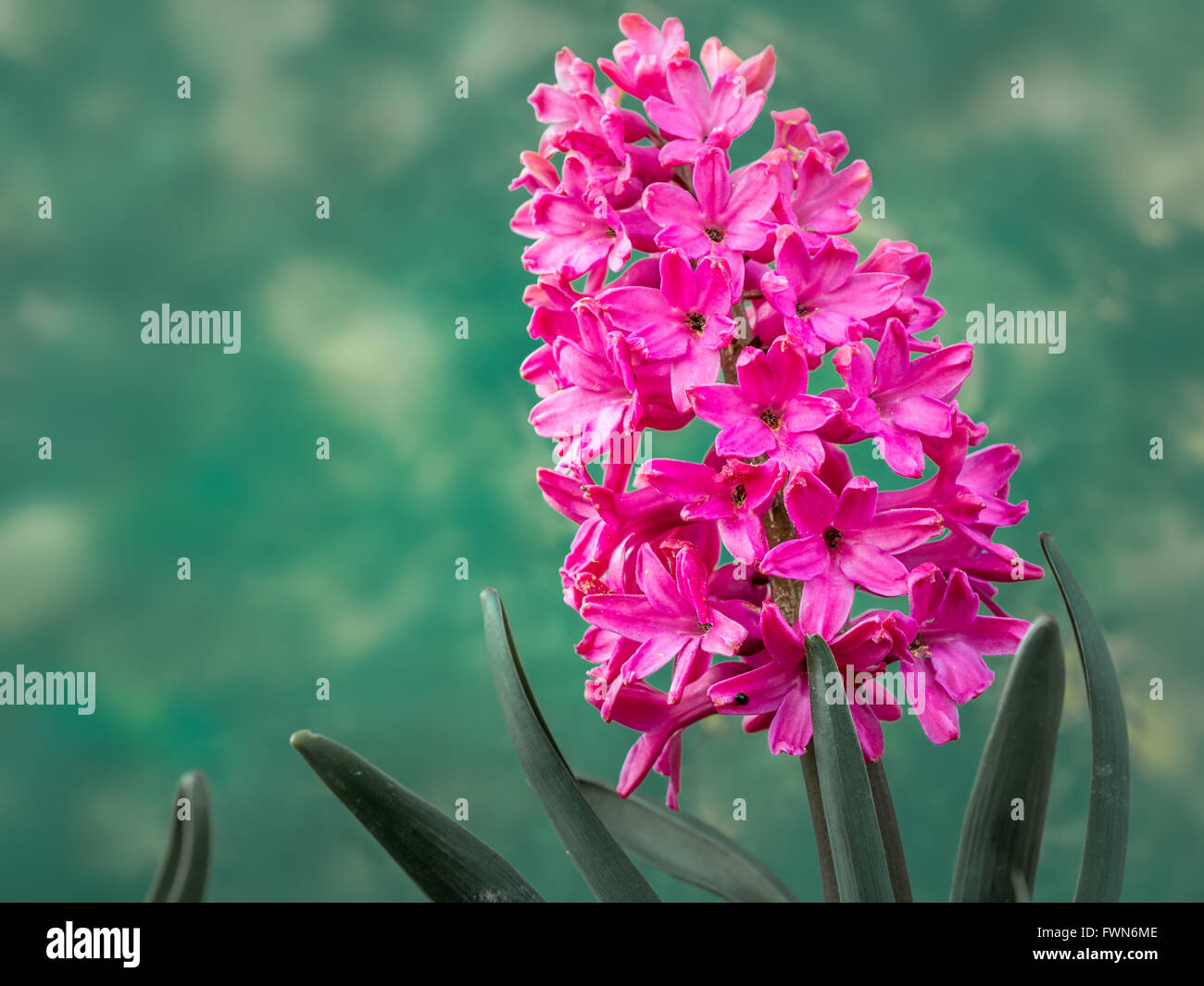 Giacinto di Lilla in fiore su sfondo verde Foto Stock