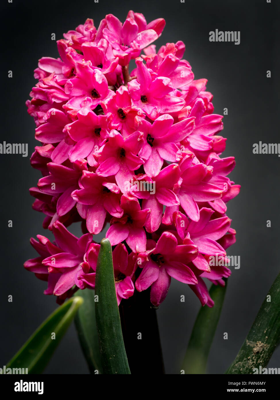 Giacinto di Lilla in fiore su sfondo bkack Foto Stock