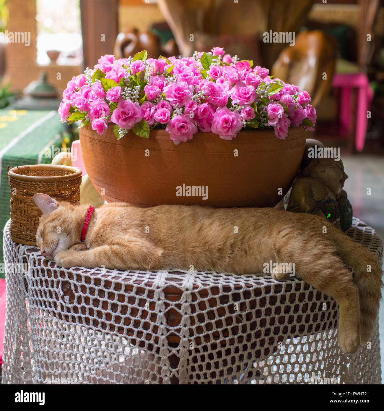 Cat prende un pisolino pomeridiano sul tavolo con un bouquet di fiori di colore rosa Foto Stock