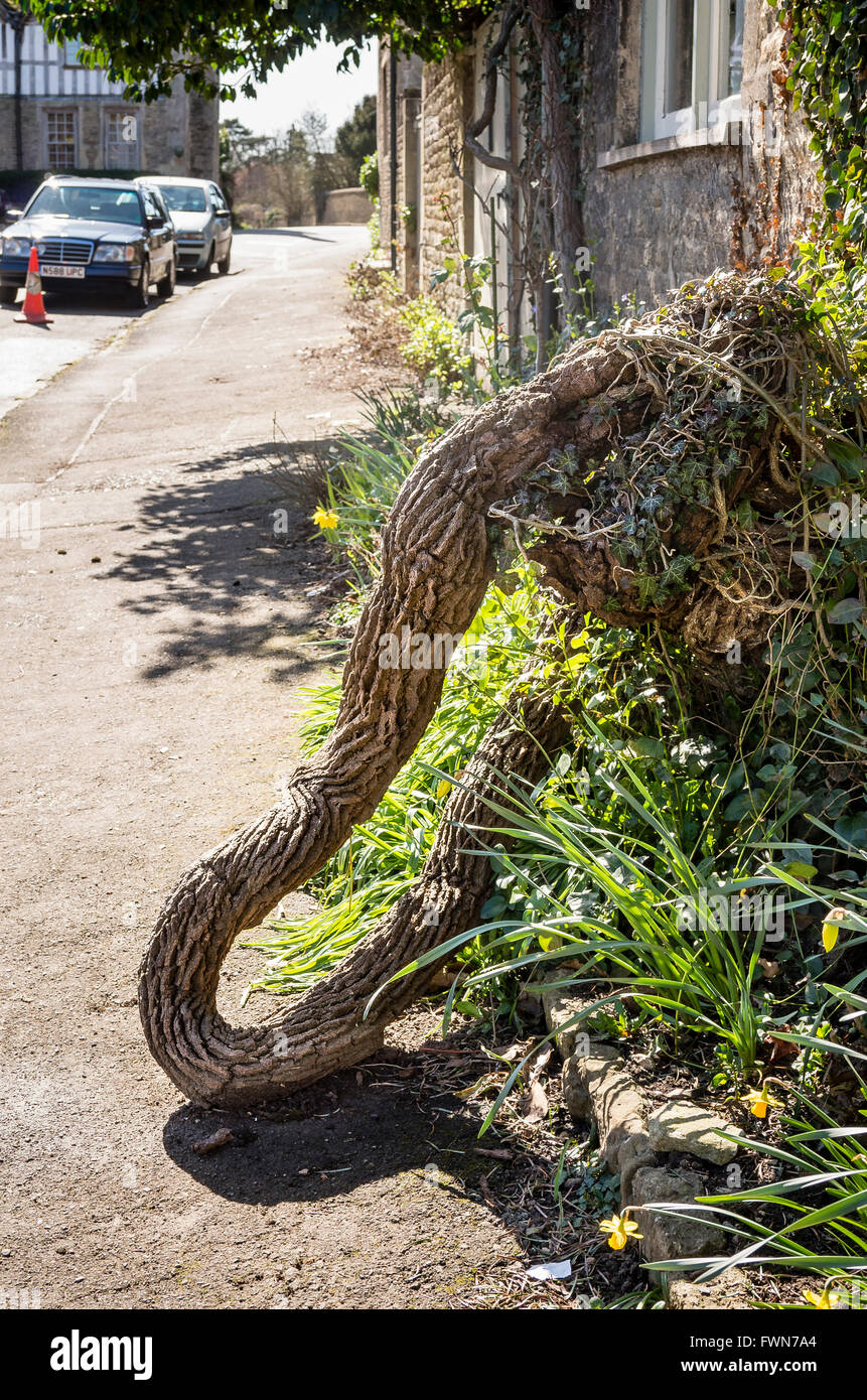 Insolito tronco di albero in Lacock village che assomiglia a un elefante Foto Stock