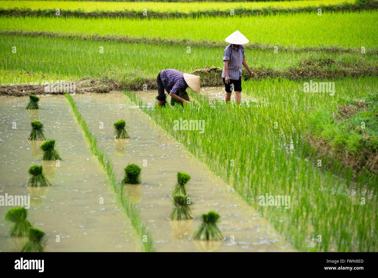 Raccolti di riso vengono trapiantate dagli agricoltori in Vietnam Foto Stock