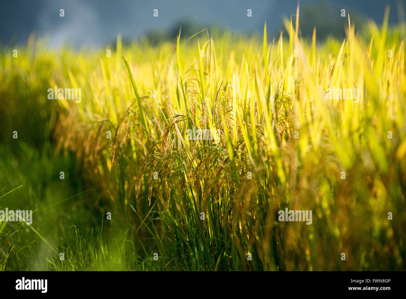 Golden risaia della valle Bacson in Vietnam Foto Stock