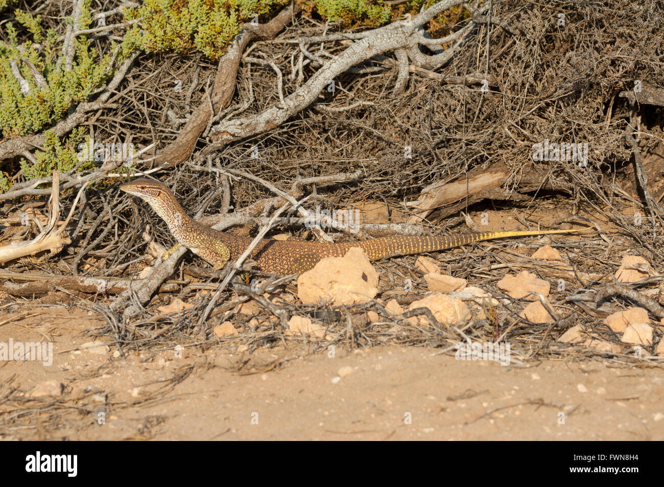 Monitor di sabbia (Varanus gouldii gouldii), Cape Range National Park, Australia occidentale, WA, Australia Foto Stock