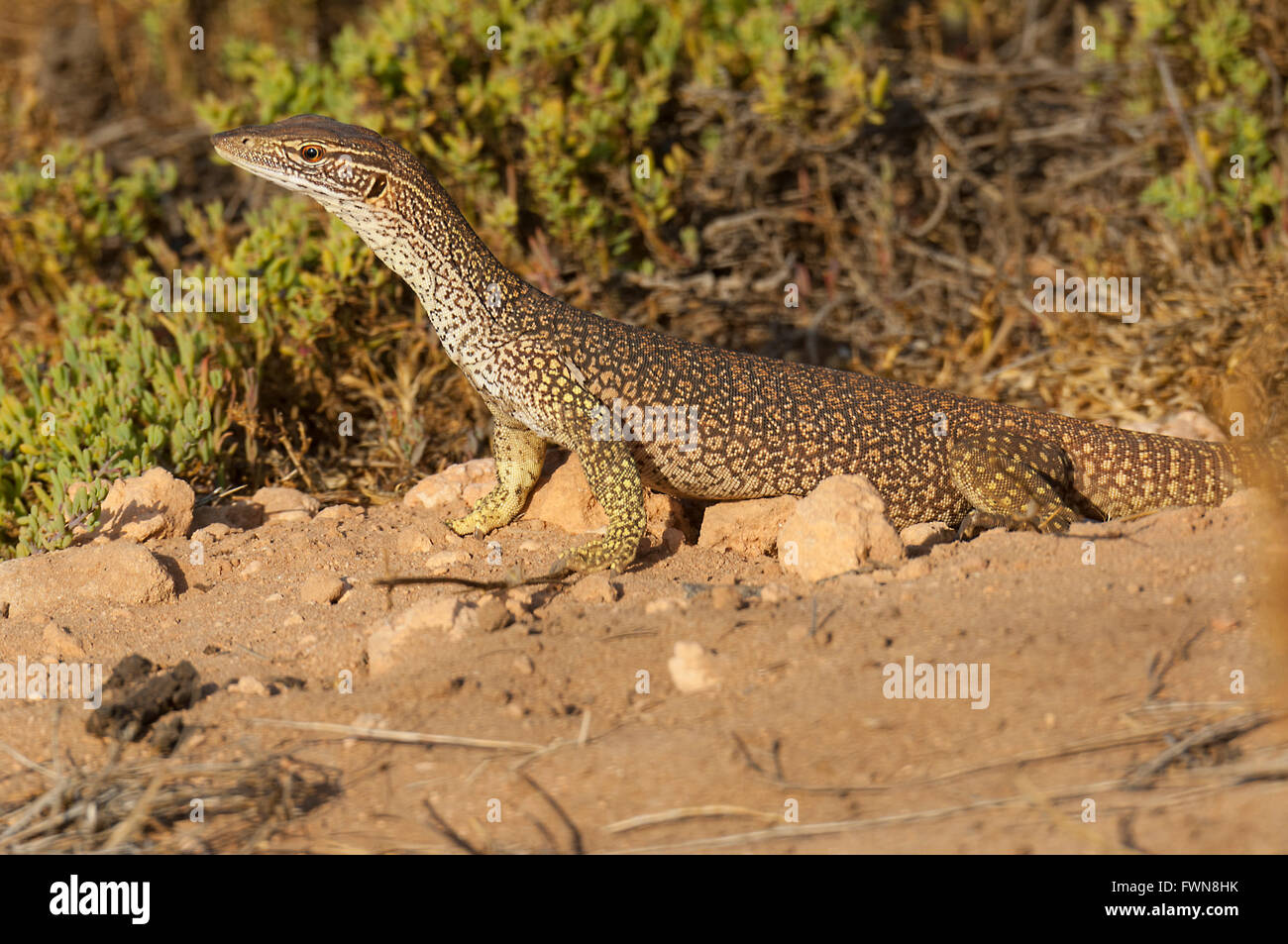 Monitor di sabbia (Varanus gouldii gouldii), Cape Range National Park, Australia occidentale, WA, Australia Foto Stock