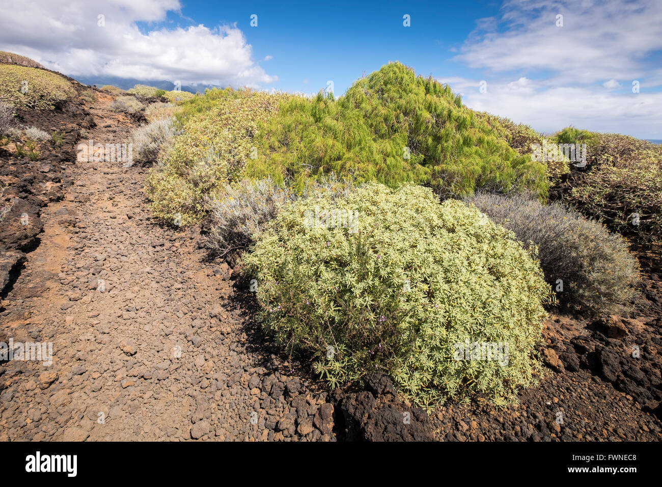 Il Malpais de Guimar zona di Tenerife, coperto di arbusti nativi come Tabaiba e Cardon. Tenerife, Isole Canarie, Spagna. Foto Stock