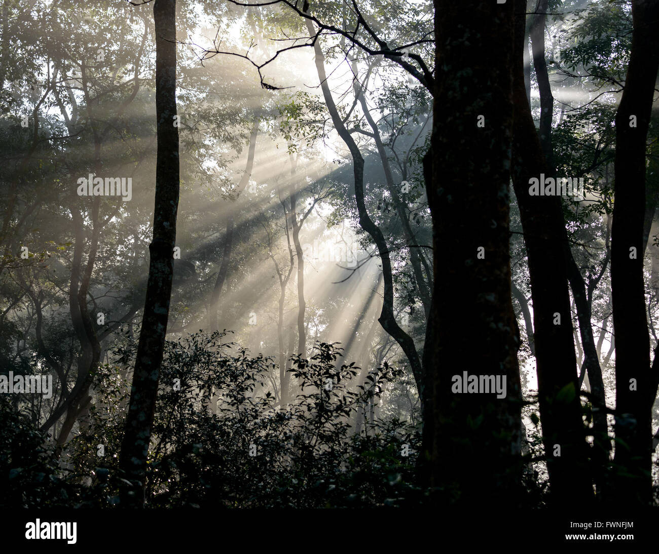 Sunray passando attraverso gli alberi nella giungla di Chitwan, Nepal Foto Stock