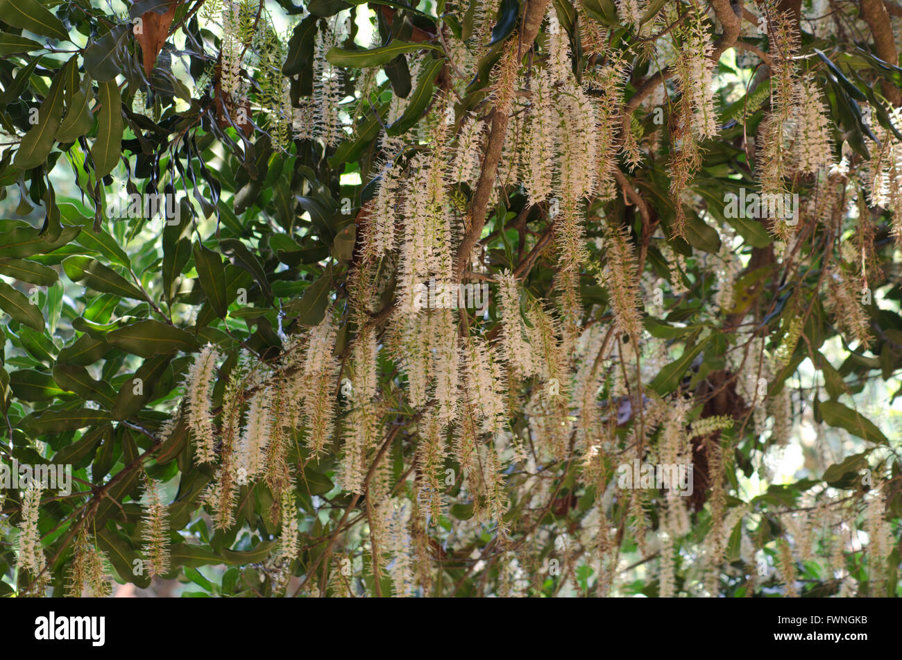 Fiori di Macadamia Foto Stock