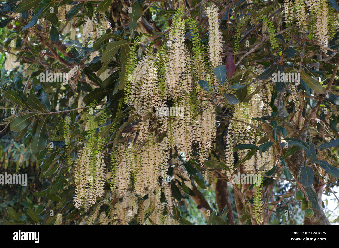 Fiori di Macadamia Foto Stock